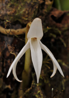 Jumellea triquetra. Close-up.