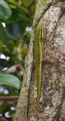 Phelsuma borbonica