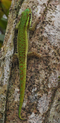 Phelsuma borbonica