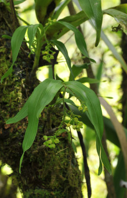 Polystachya fusiformis. Closer.