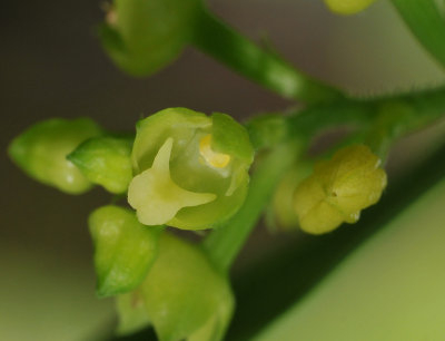 Polystachya fusiformis. Close-up.