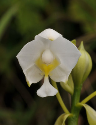 Spathoglottis plicata. Close-up.