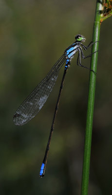 Coenagriocnemis reuniense