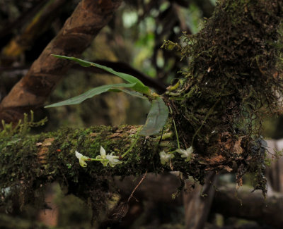 Angraecum cordemoyi