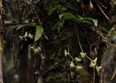 Angraecum cordemoyi