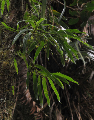 Angraecum sp. Foret de Bebour.