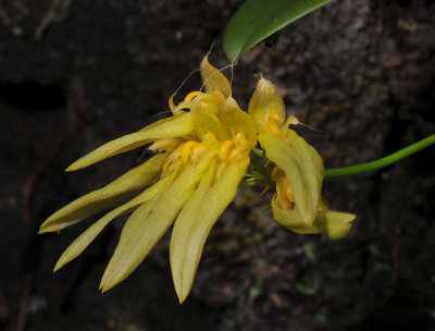 Bulbophyllum longiflorum. Closer.