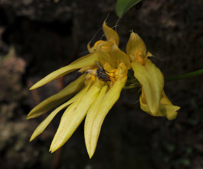 Bulbophyllum longiflorum. Closer with fly.