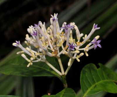 Chassalia corallioides. Closer.