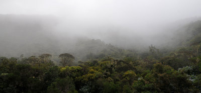 Cloud forest at Fort de Bbour.