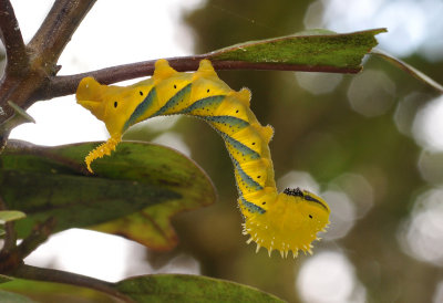 Acherontia atropos