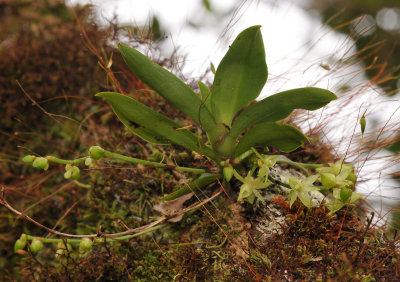 Angraecum cordemoyi