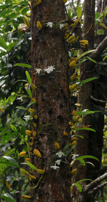Angraecum cucculatum and Bulbophyllum