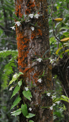 Angraecum cucculatum and Bulbophyllum.