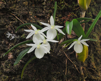 Angraecum cucculatum