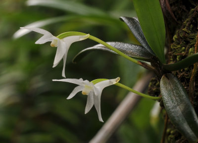 Angraecum cucculatum. Close-up side.