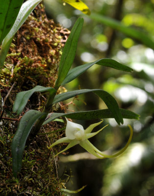 Angraecum expansum