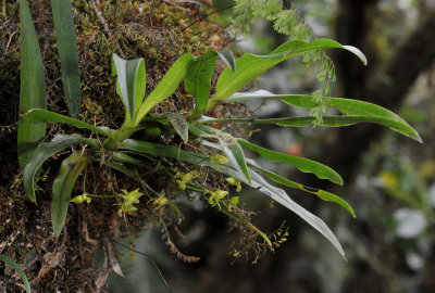 Angraecum obversifolium