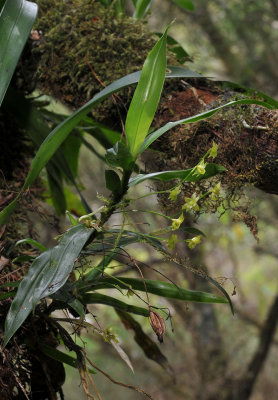 Angraecum obversifolium