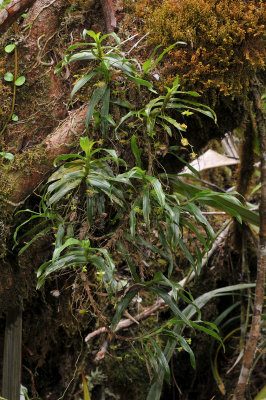 Angraecum obversifolium