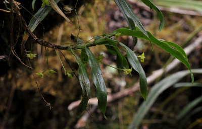 Angraecum obversifolium