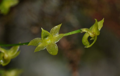 Angraecum obversifolium. Closer.