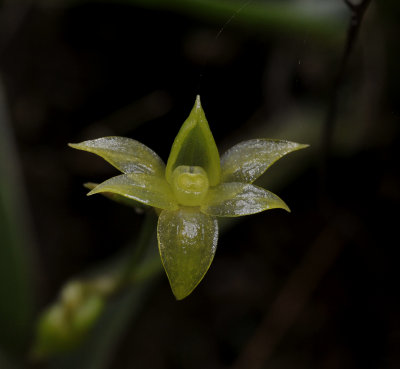 Angraecum obversifolium. Close-up.
