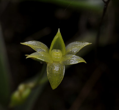 Angraecum obversifolium