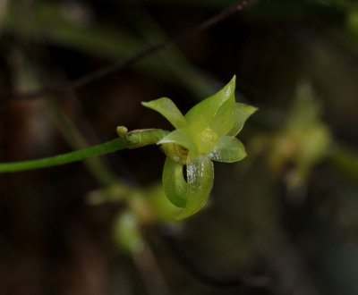 Angraecum obversifolium. Close-up side.