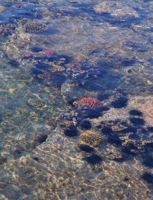 Corals and sea urchins.