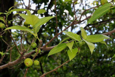 Ficus lateriflora