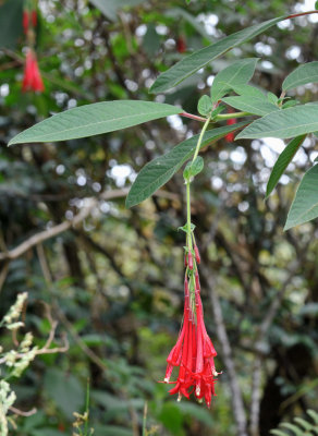 Fuchsia boliviana
