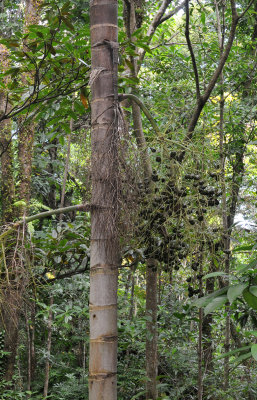 Hyophorbe indica. Fruits.