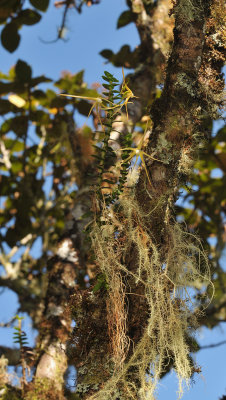 Angraecum appendiculatum