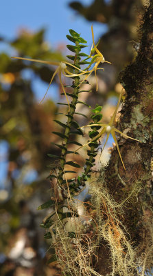 Angraecum appendiculatum