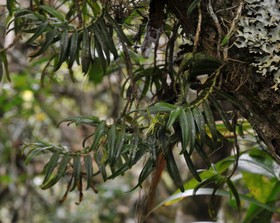 Angraecum pingue.