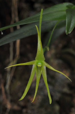 Angraecum pingue. Close-up.