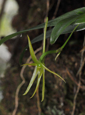 Angraecum pingue. Close-up side.