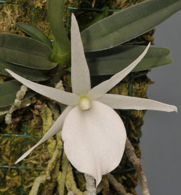 Angraecum rutenbergianum. Closer.jpg