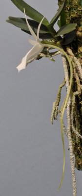 Angraecum rutenbergianum. Side.jpg