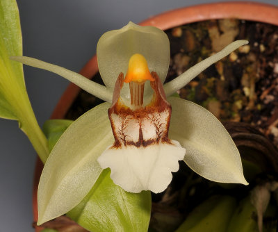 Coelogyne septemcostata HBL970678.jpg