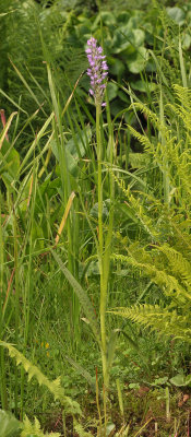 Dactylorhiza majalis subsp. praetermissa mutant.1.jpg