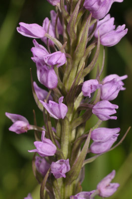 Dactylorhiza majalis subsp. praetermissa mutant. Closer.jpg