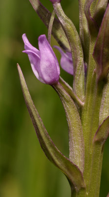 Dactylorhiza majalis subsp. praetermissa mutant. Close-up side.jpg