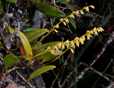 Bulbophyllum unguiculatum 