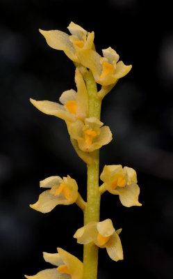 Bulbophyllum unguiculatum. Close-up.