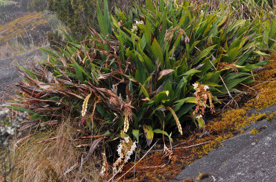 Coelogyne papillosa