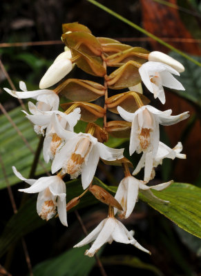 Coelogyne papillosa. Closer.