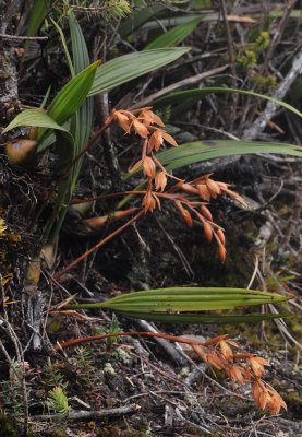 Coelogyne plicatissima.2.jpg