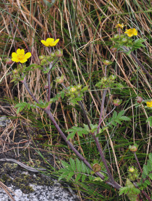 Potentilla borneensis. 2.jpg